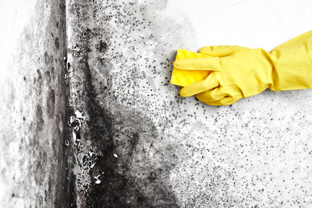 Best Industrial Mold Remediation in Aquia Harbour, VA