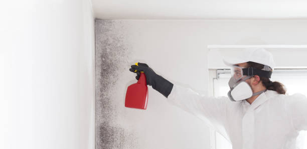 Best Basement Mold Remediation in Aquia Harbour, VA