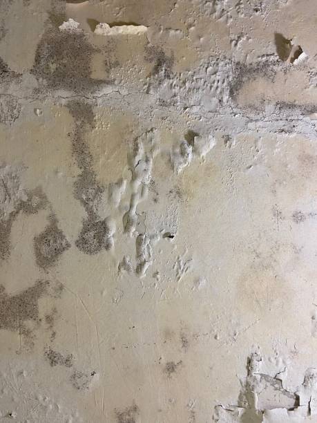 Reliable Aquia Harbour, VA Mold Remediation Solutions