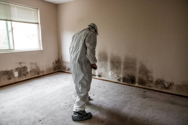Best Mold Testing and Inspection Services in Aquia Harbour, VA